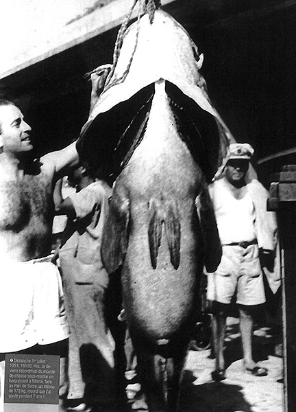Mérou de 178 kg - Brésil 1951 - Champion du monde. ID416 03 P600 MV Isy Schwart