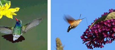 Oiseaux-mouche. ID416 15 L400 MV Isy Schwart