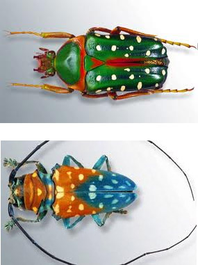 En haut : Scarabée vert à points blancs. En bas : Scarabée sternotomis variabilis semi rufescens mâle. ID416 16 17 P400 MV Isy Schwart